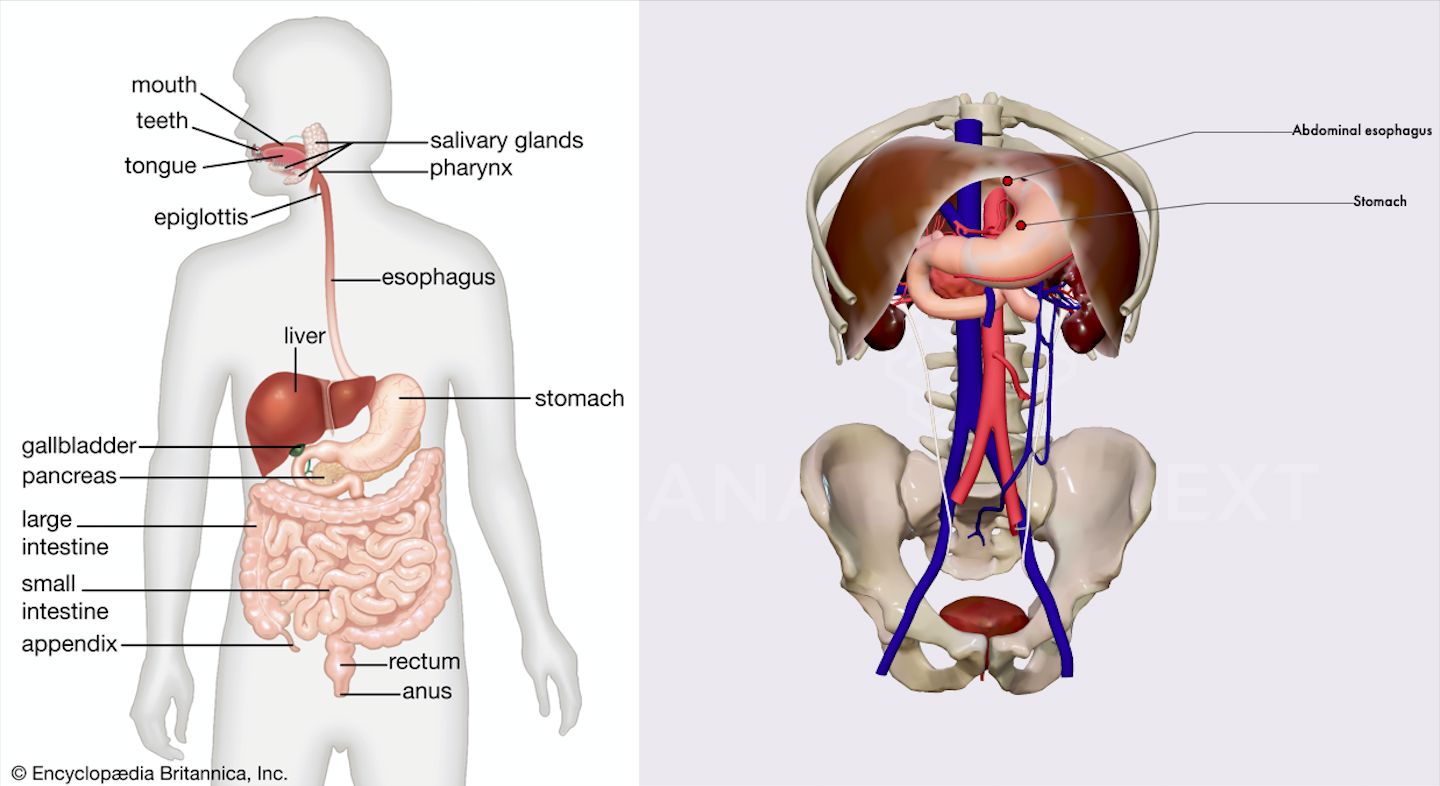Gross Anatomy Systemic Anatomy Vs Regional Anatomy Anatomy app Gross anatomy systemic anatomy vs regional anatomy anatomy app
