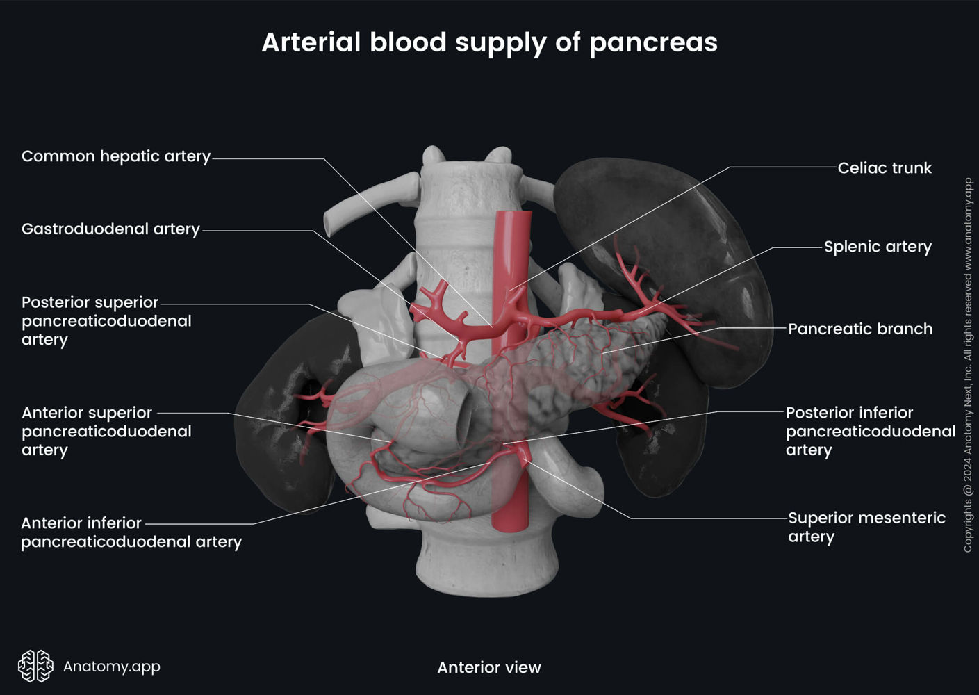 Common hepatic artery | Anatomy.app, image size:1409x1000