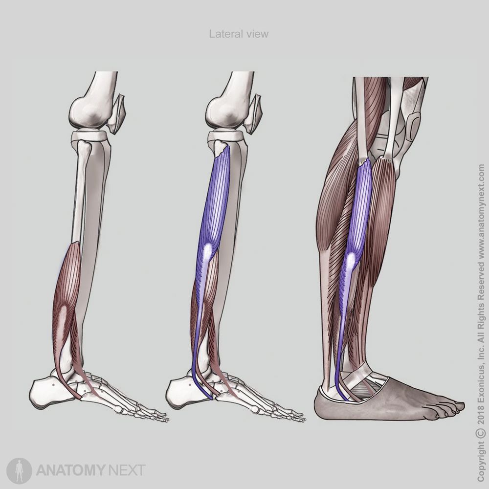 Peroneus longus | Encyclopedia | Anatomy.app | Learn anatomy | 3D ...