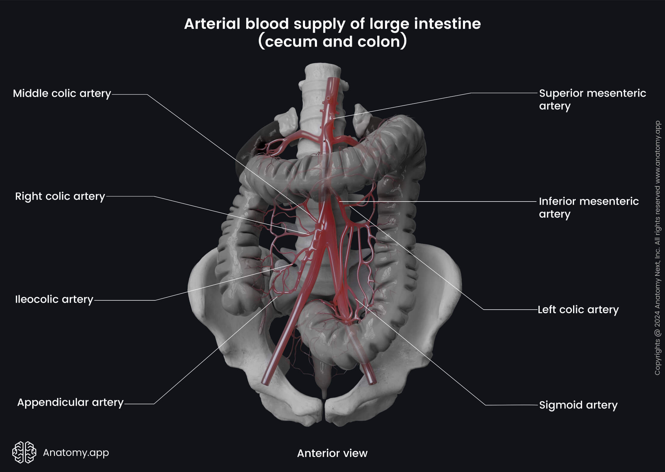 Sigmoid arteries | Encyclopedia | Anatomy.app | Learn anatomy | 3D ...