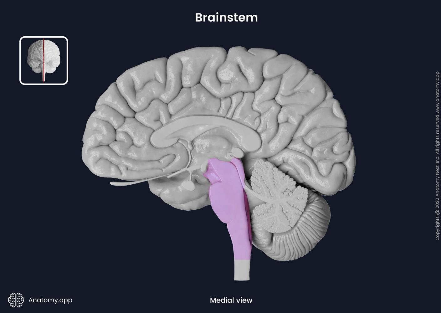 From Brainstem To A+ :  Cracking The Medulla In Ap Psych - uwbz5at