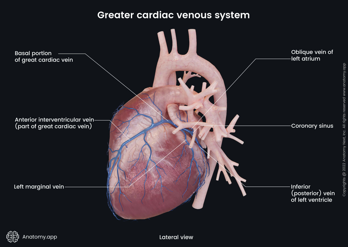 External heart anatomy | Encyclopedia | Anatomy.app | Learn anatomy ...