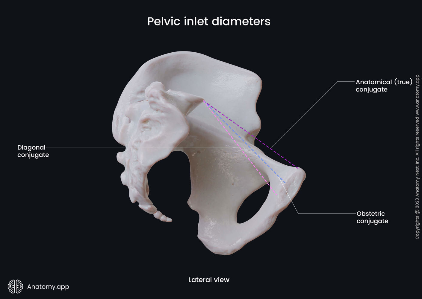 Pelvis | Anatomy.app