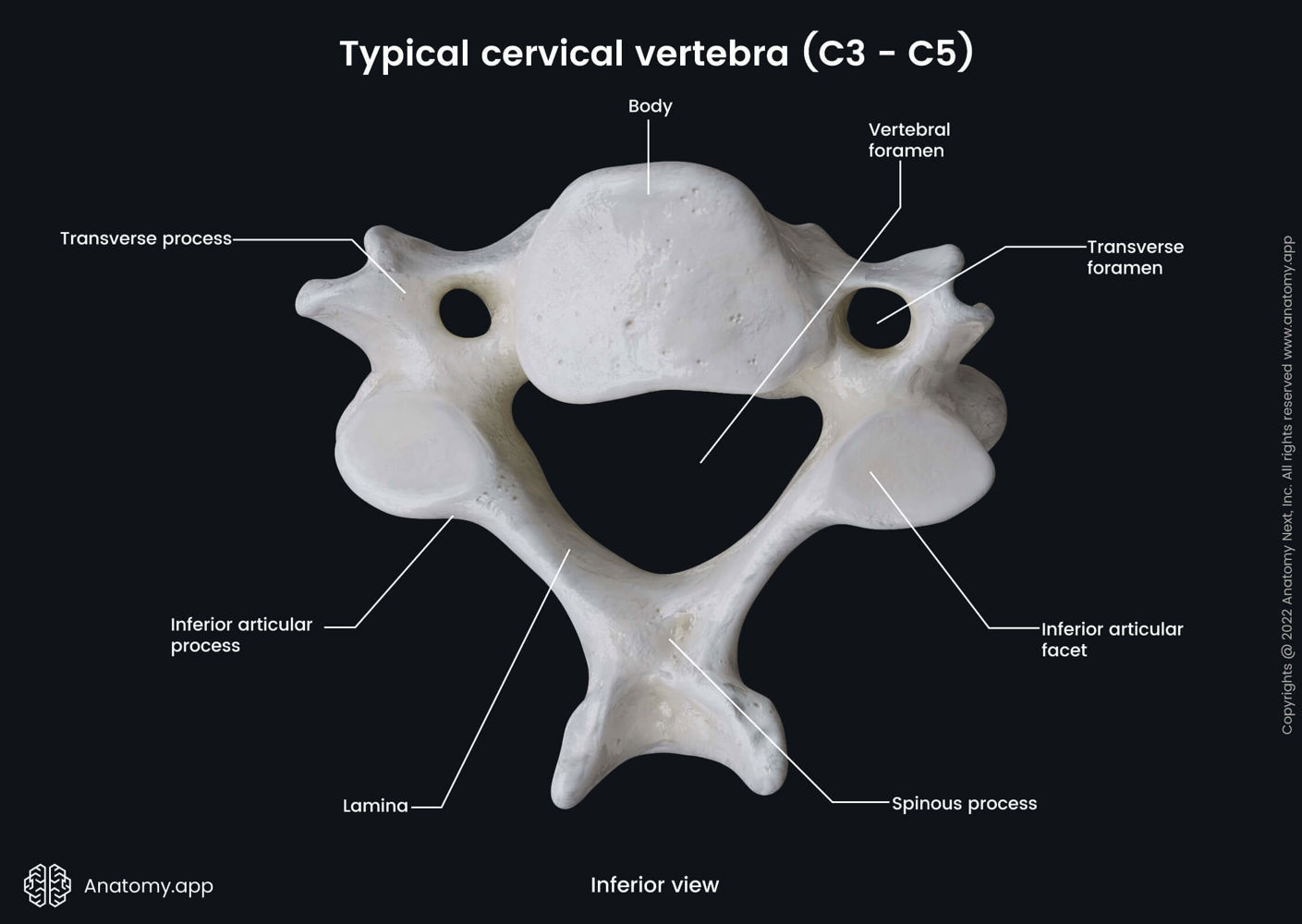 Cervical vertebrae | Encyclopedia | Anatomy.app | Learn anatomy | 3D ...