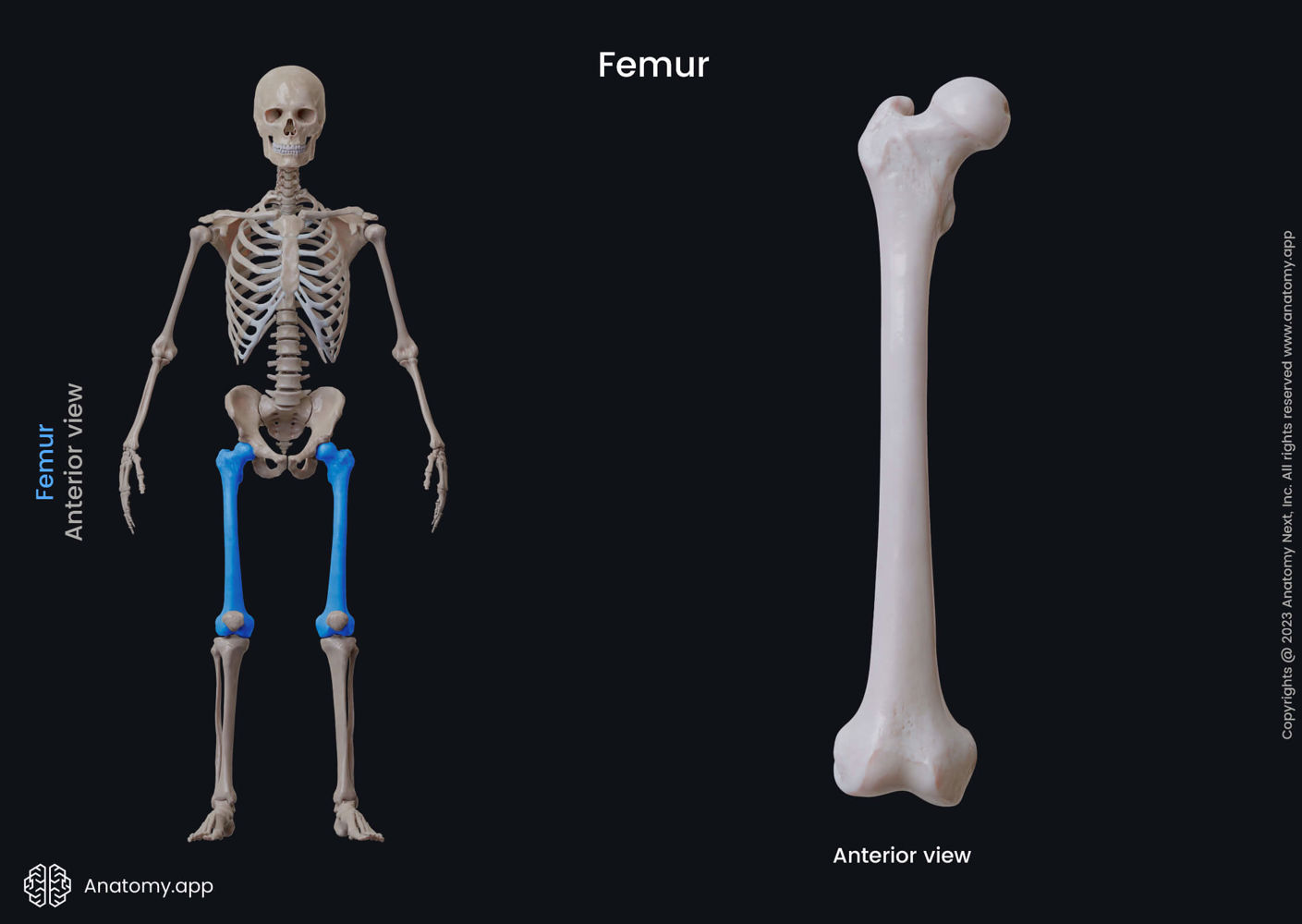 Femur | Anatomy.app