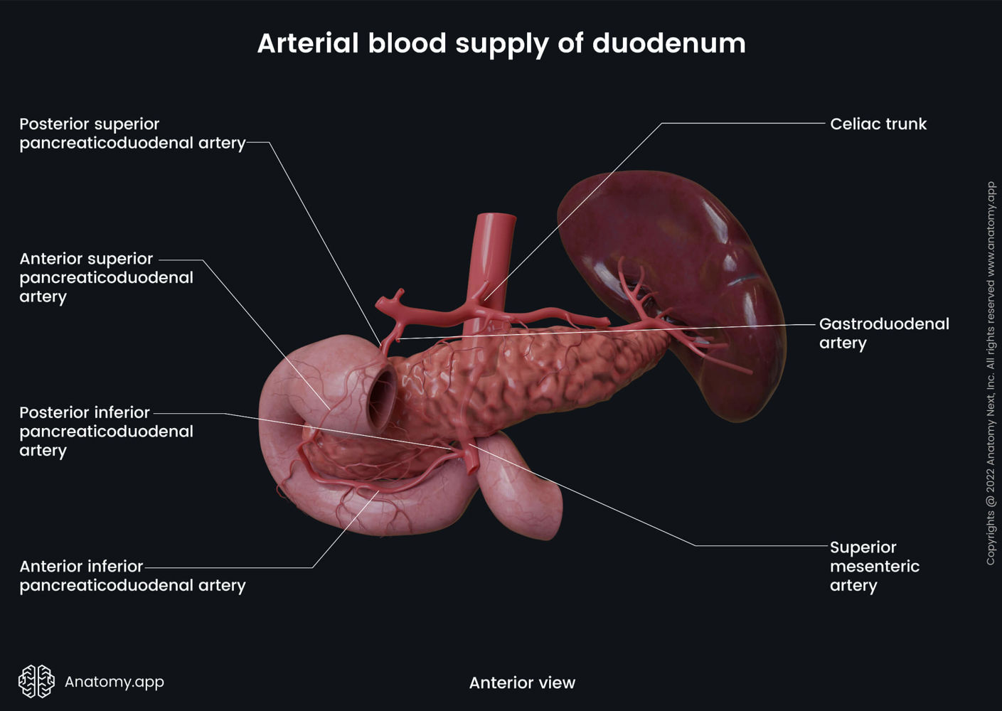 Inferior pancreaticoduodenal artery | Encyclopedia | Anatomy.app ...