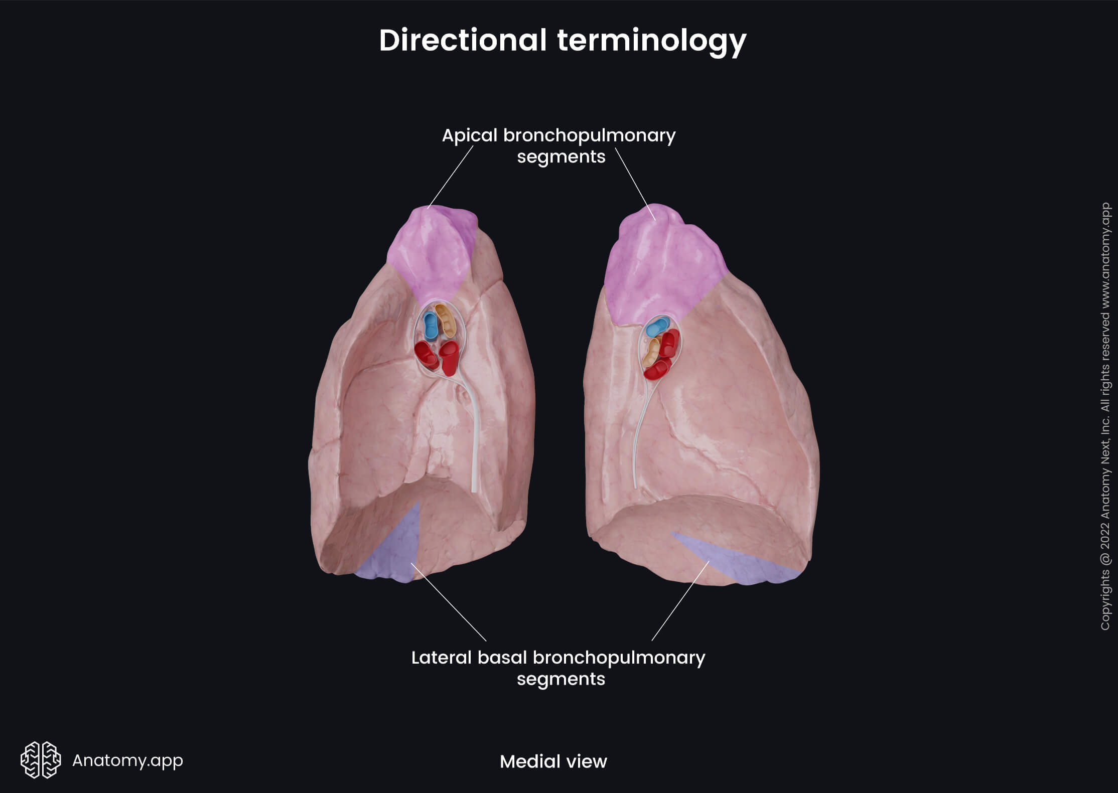 Anatomical Terminology Encyclopedia Anatomy App Learn Anatomy