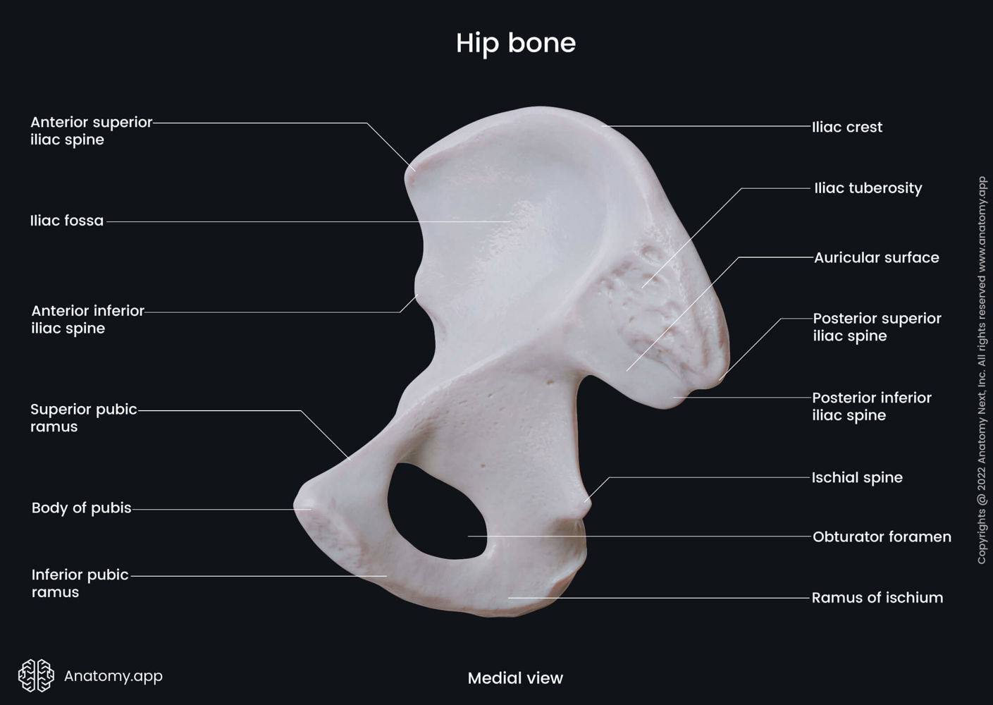 Hip Bone Encyclopedia Anatomy App Learn Anatomy 3D Models