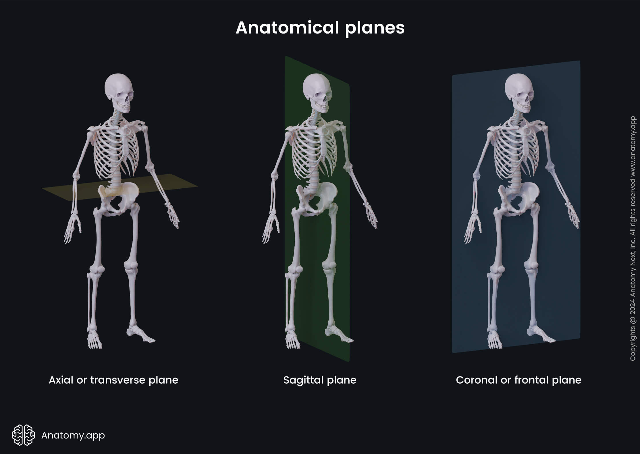 Anatomical Terminology Encyclopedia Anatomy App Learn Anatomy