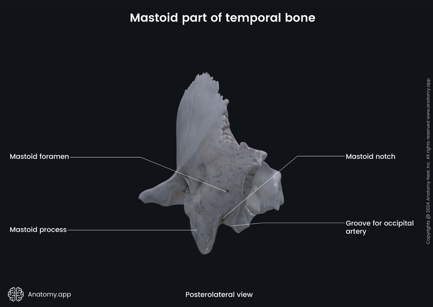 Temporal bone | Encyclopedia | Anatomy.app | Learn anatomy | 3D models ...