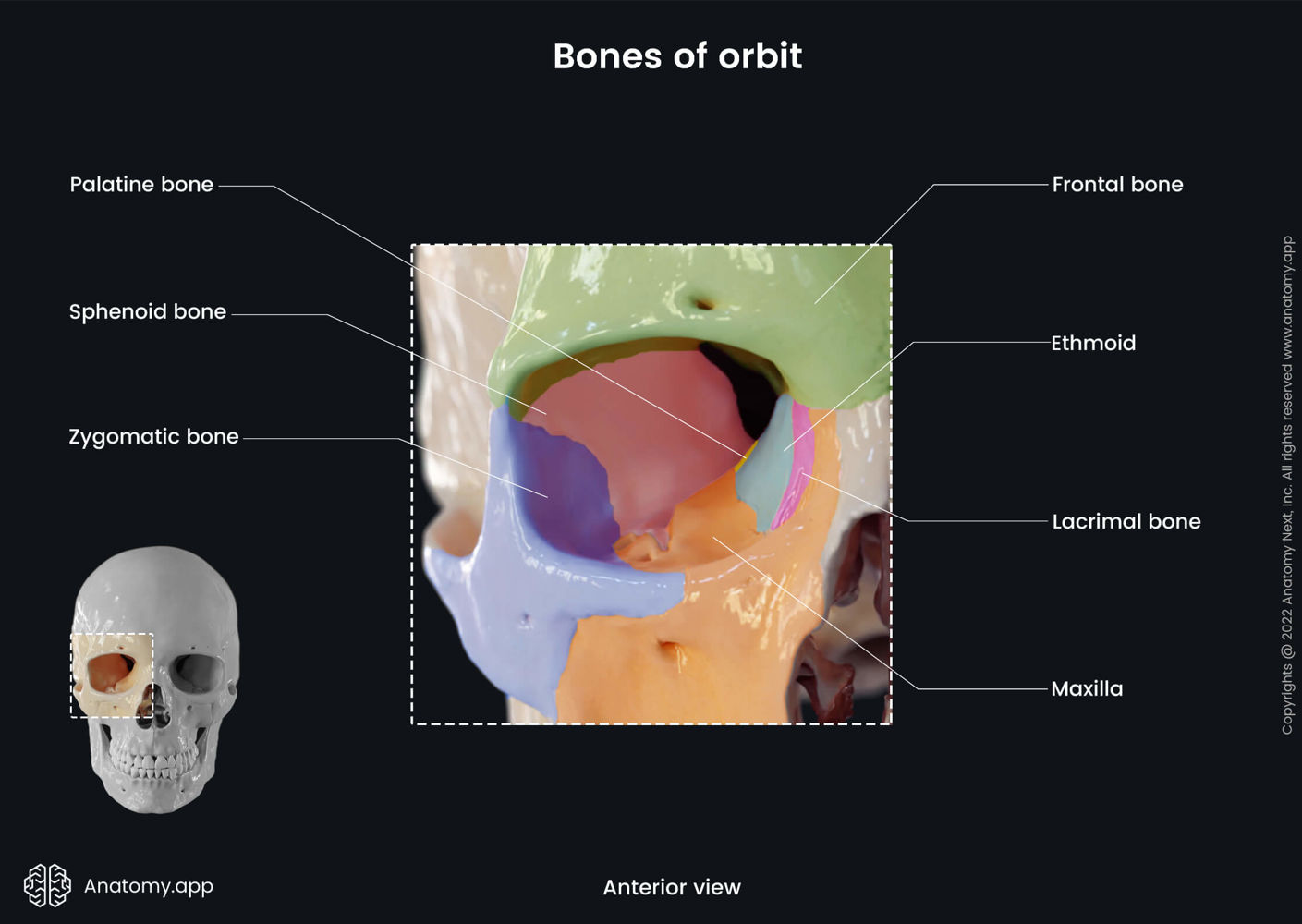 Orbit | Encyclopedia | Anatomy.app | Learn anatomy | 3D models ...