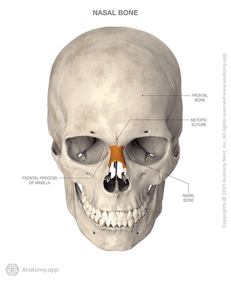 Nasal bone | Encyclopedia | Anatomy.app | Learn anatomy | 3D models ...