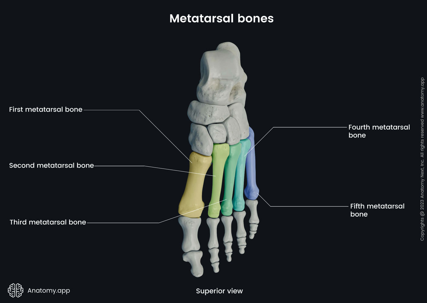 Metatarsal bones | Encyclopedia | Anatomy.app | Learn anatomy | 3D ...