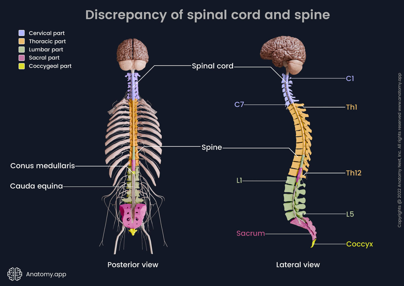 Spinal cord | Encyclopedia | Anatomy.app | Learn anatomy | 3D models ...