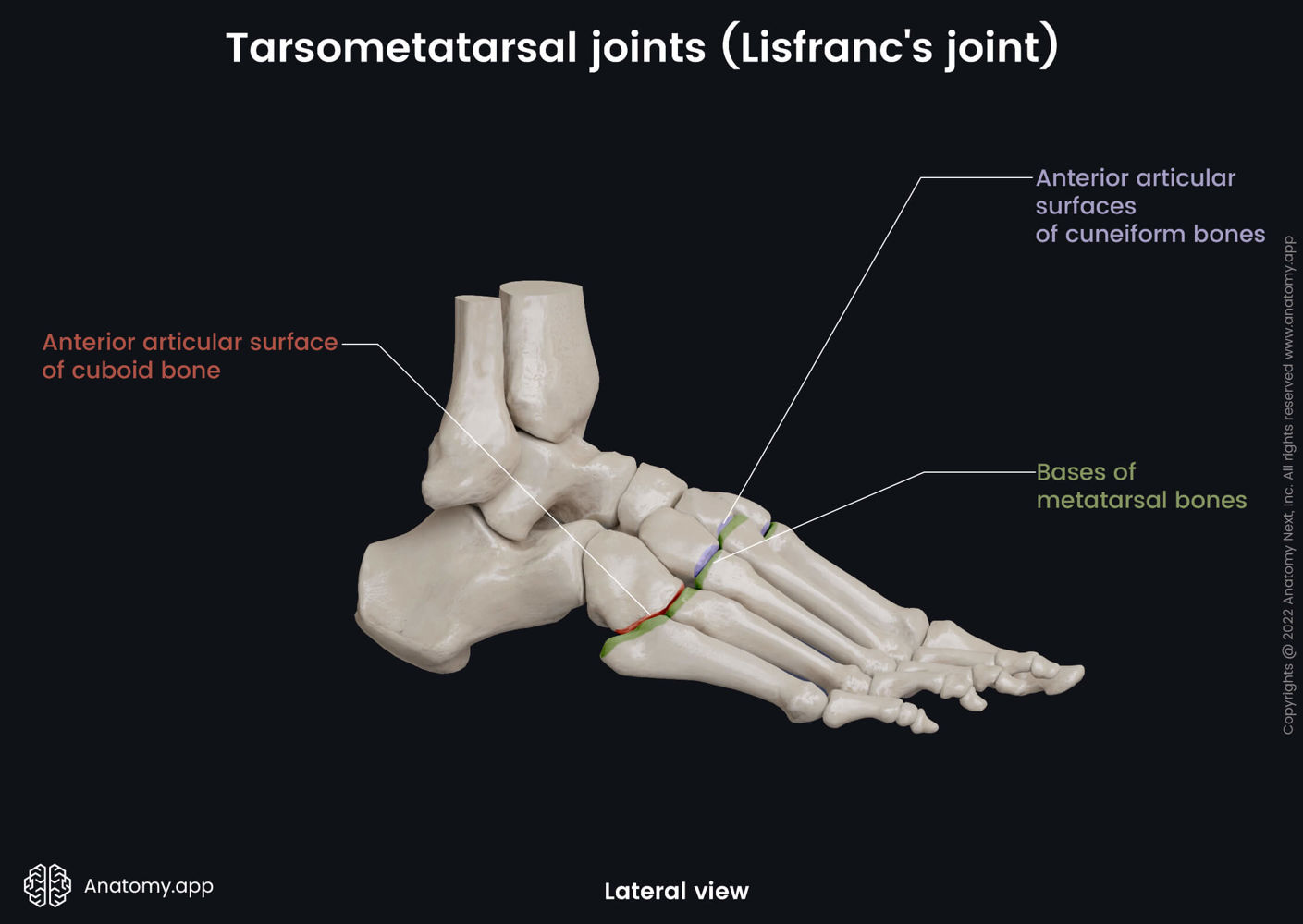 Tarsometatarsal joints (Lisfranc's joint) | Encyclopedia | Anatomy.app ...