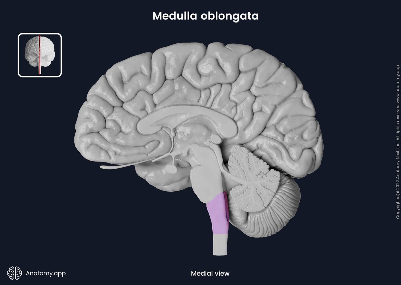 Medulla oblongata | Encyclopedia | Anatomy.app | Learn anatomy | 3D models,  articles, and quizzes