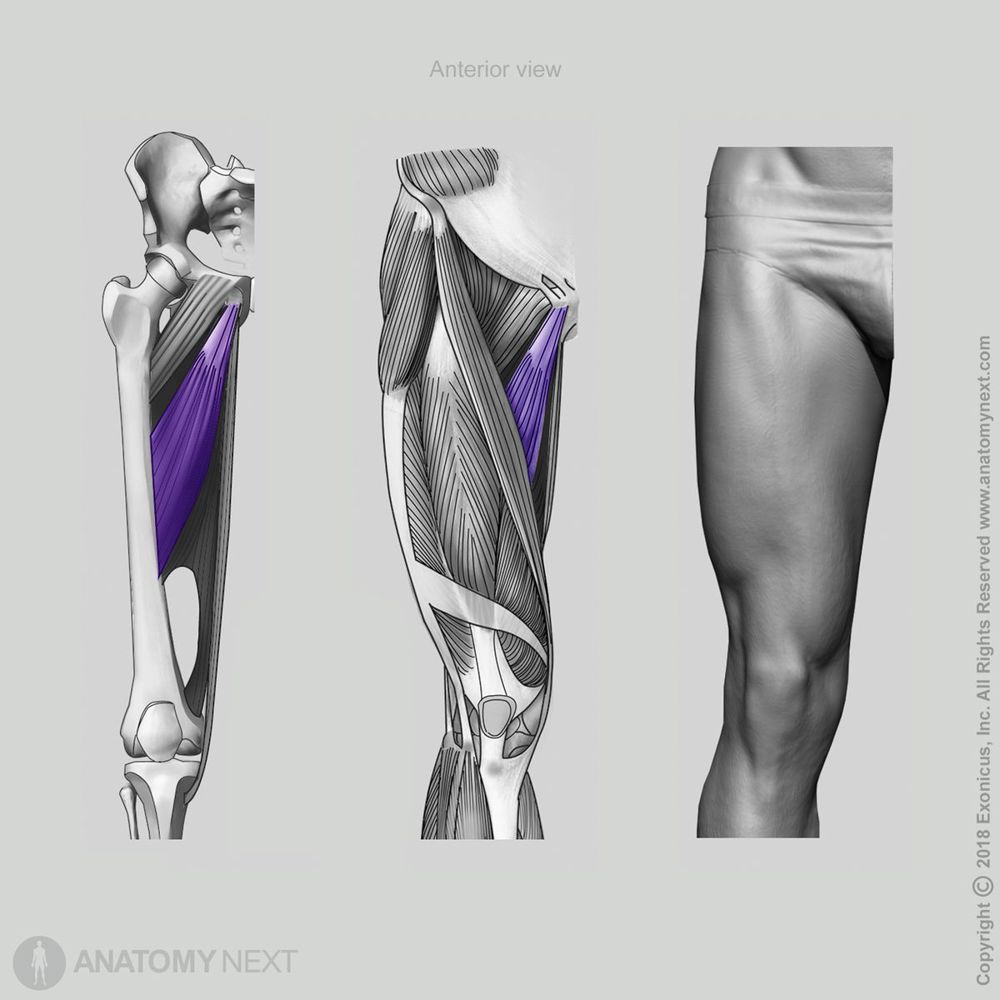 Adductor longus | Encyclopedia | Anatomy.app | Learn anatomy | 3D ...