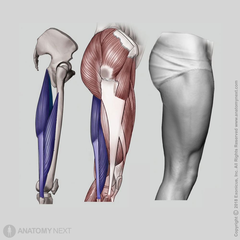 Biceps femoris | Encyclopedia | Anatomy.app | Learn anatomy | 3D models ...