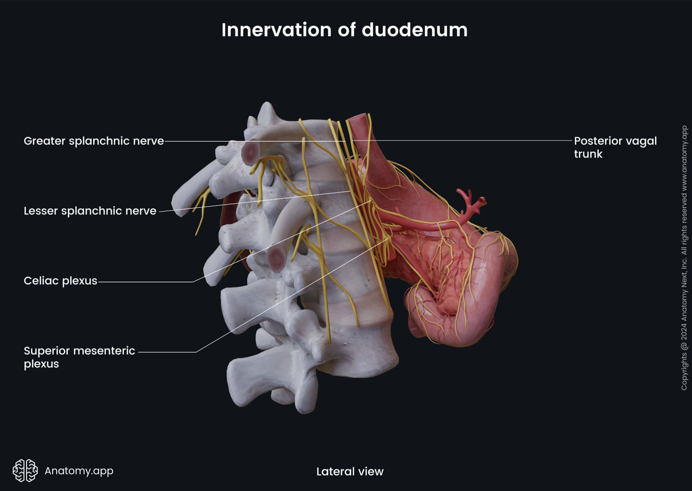 Duodenum | Encyclopedia | Anatomy.app | Learn anatomy | 3D models ...