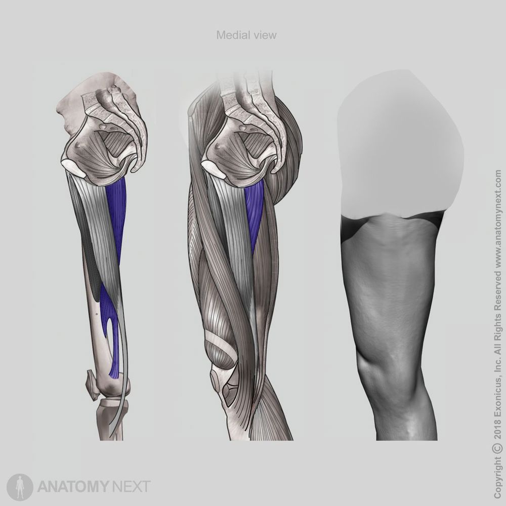 Adductor magnus | Encyclopedia | Anatomy.app | Learn anatomy | 3D ...