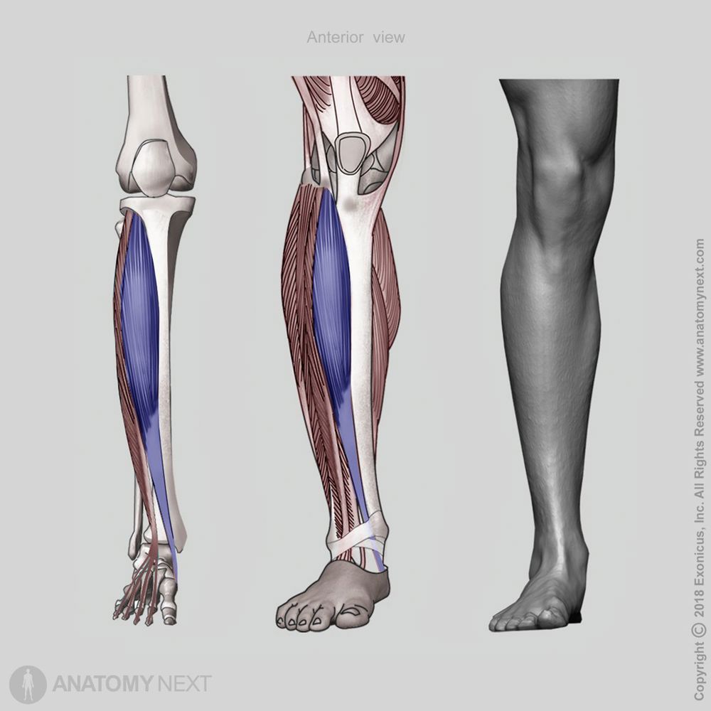 Tibialis anterior | Encyclopedia | Anatomy.app | Learn anatomy | 3D ...