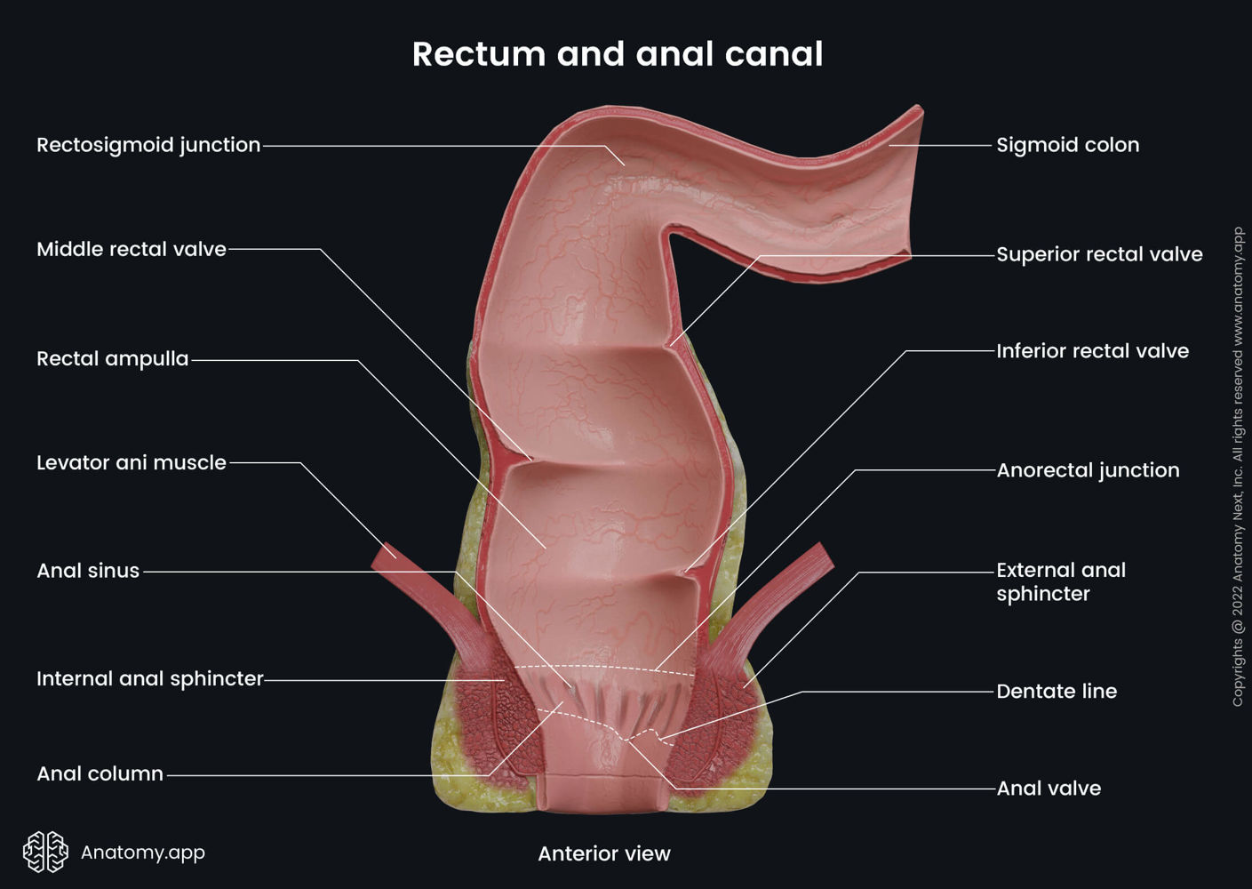 Rectum Encyclopedia Anatomy App Learn Anatomy 3d Models