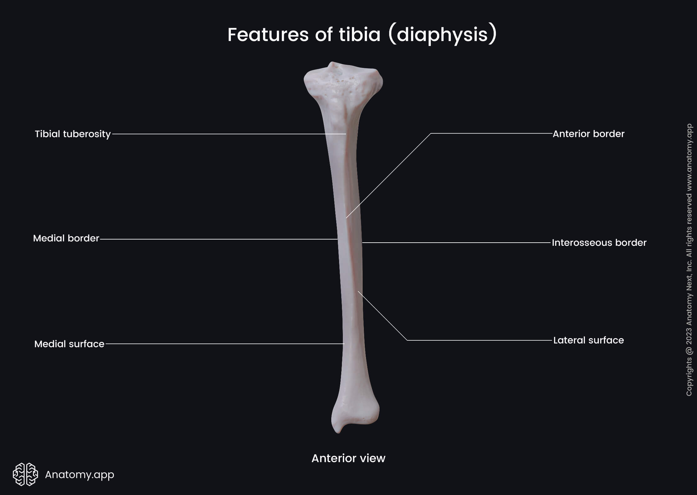 Tibia | Encyclopedia | Anatomy.app | Learn anatomy | 3D models ...