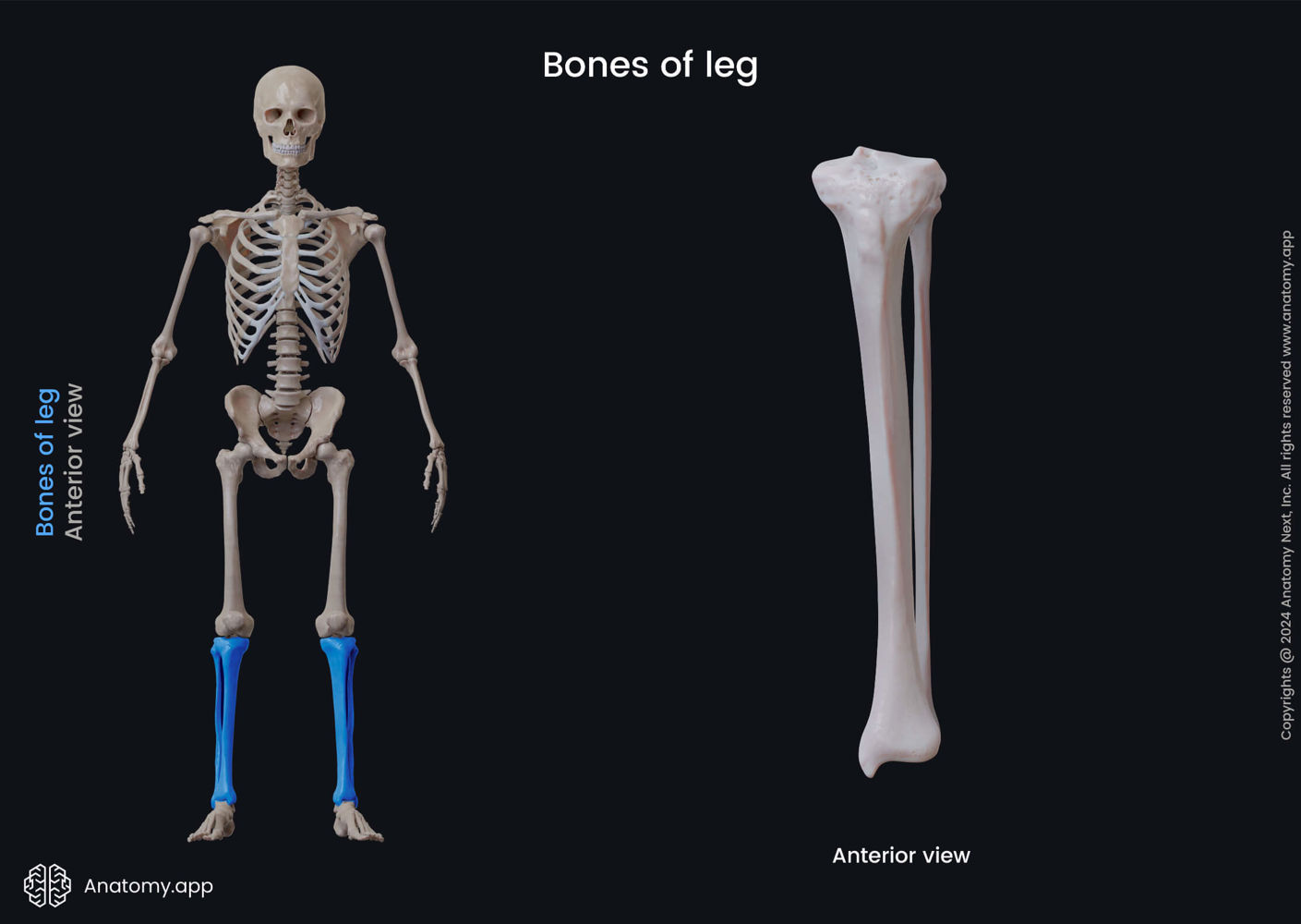 Bones of leg | Encyclopedia | Anatomy.app | Learn anatomy | 3D models ...