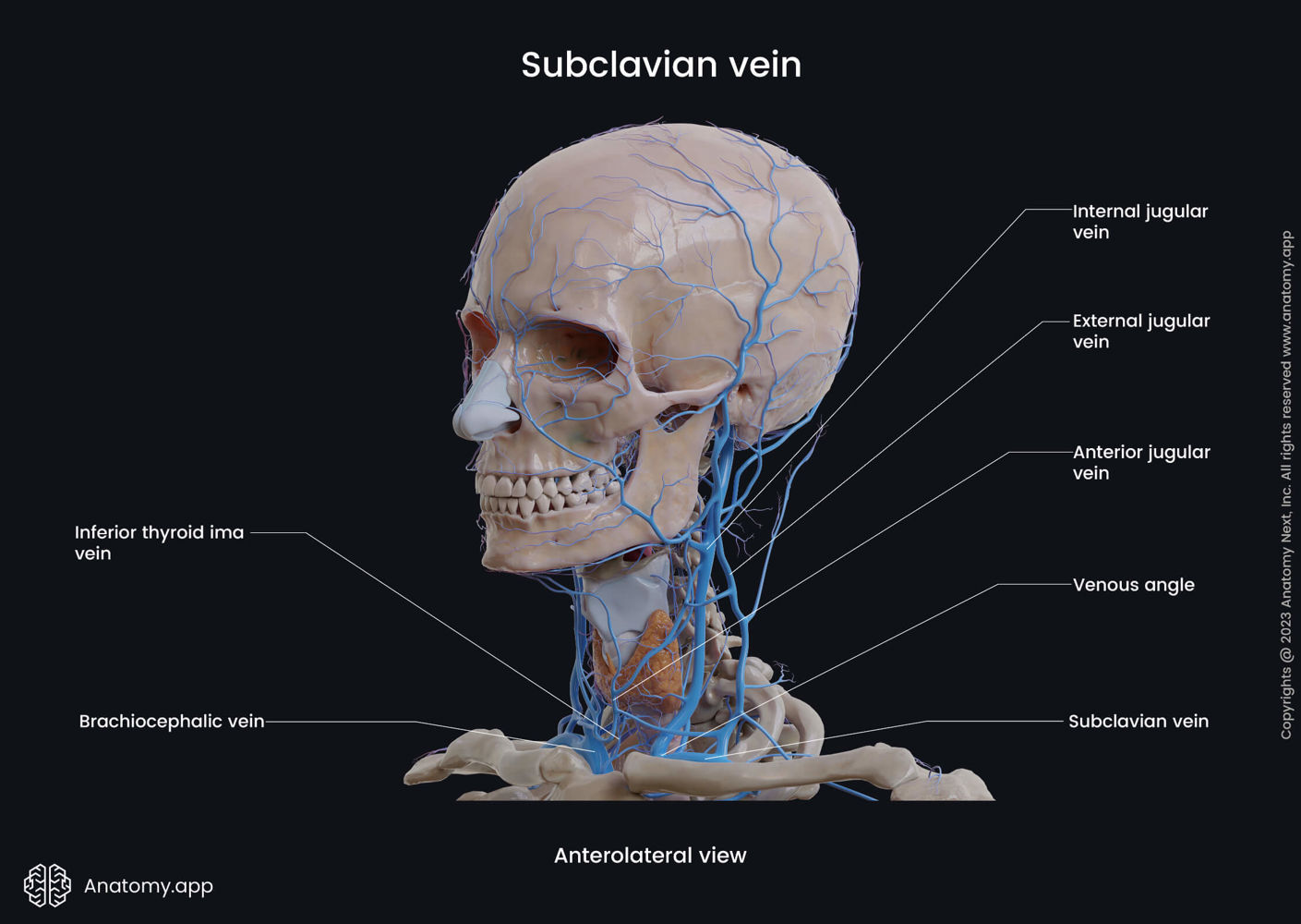 Subclavian vein | Anatomy.app