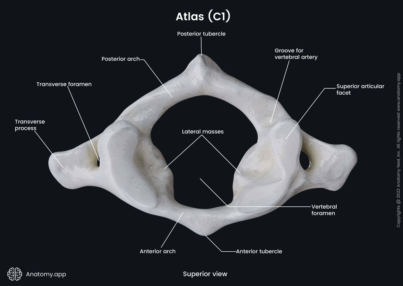 Cervical vertebrae | Encyclopedia | Anatomy.app | Learn anatomy | 3D ...