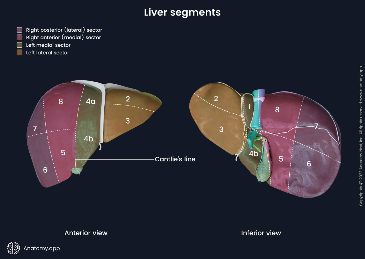 Liver 