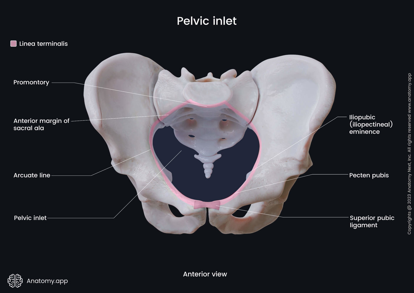 Pelvis | Anatomy.app, image size:1409x1000