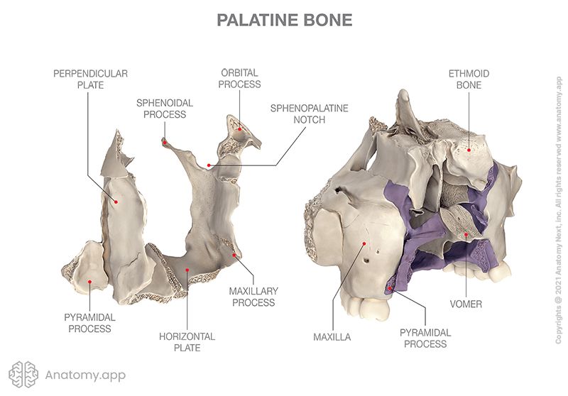 Palatine Bone Anatomy App