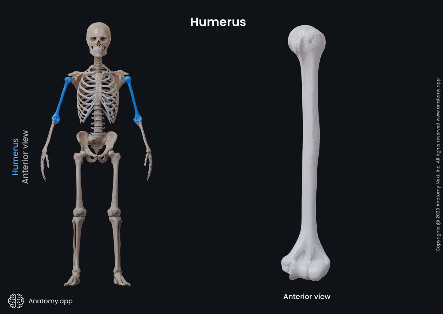 Anatomy Humerus Bone How Long Does It Take A Humerus Fracture To Heal Anatomy Humerus Bone How Long Does It Take A Humerus Fracture To Heal