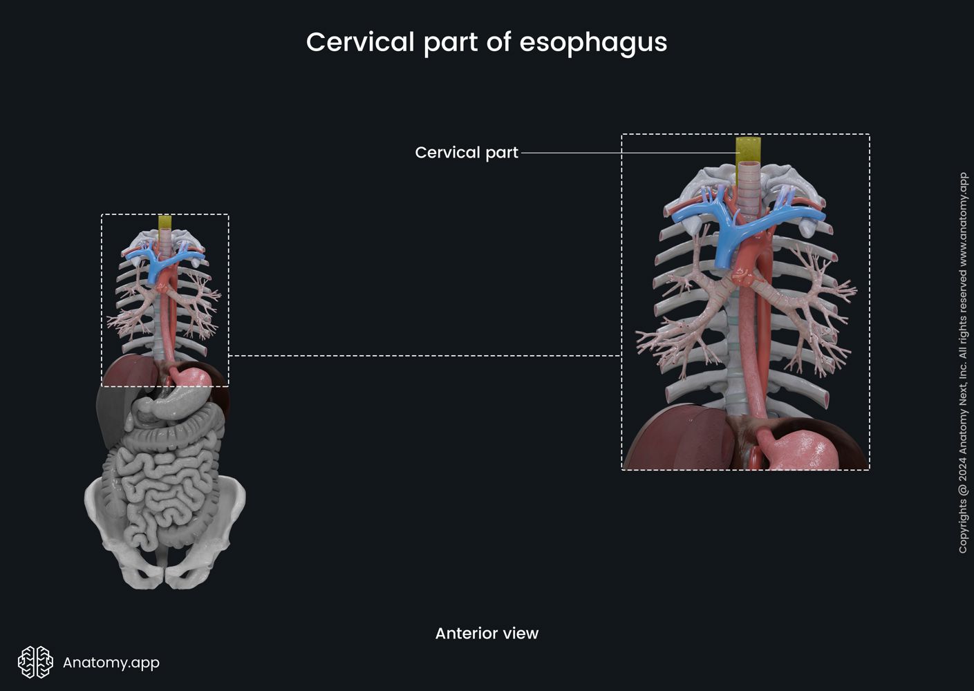 Esophagus | Encyclopedia | Anatomy.app | Learn anatomy | 3D models 