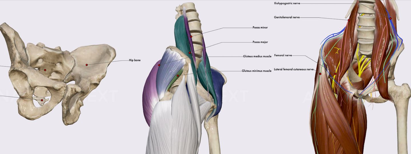 Systemic Anatomy Vs Regional Anatomy Systemic Anatomy Vs Regional Anatomy