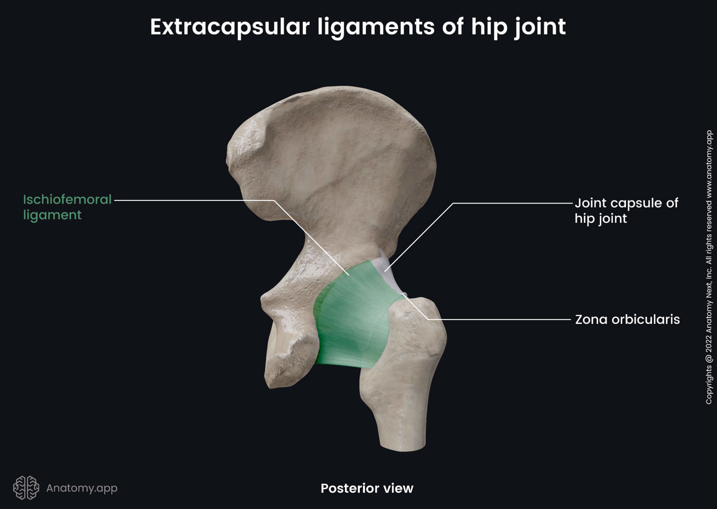 Hip joint | Anatomy.app, image size:1409x1000