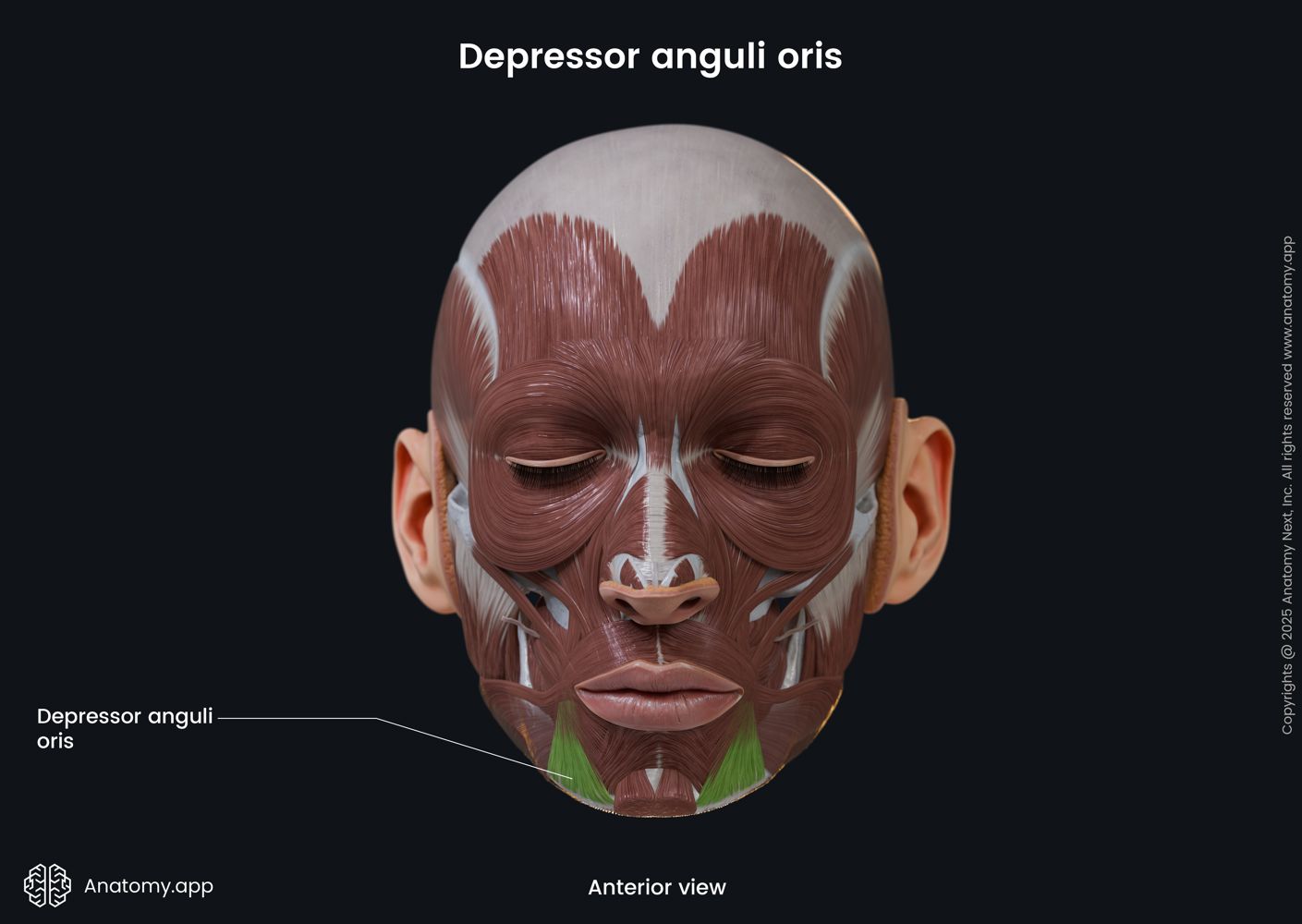 Understanding the Orbicularis Oculi Muscle Anatomy, image size:1409x1000
