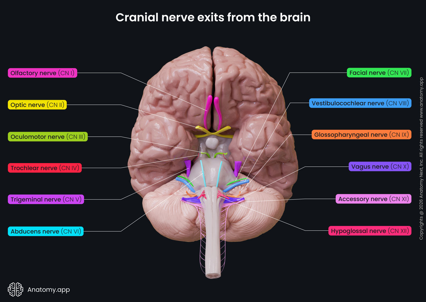 Cranial nerves | Anatomy.app