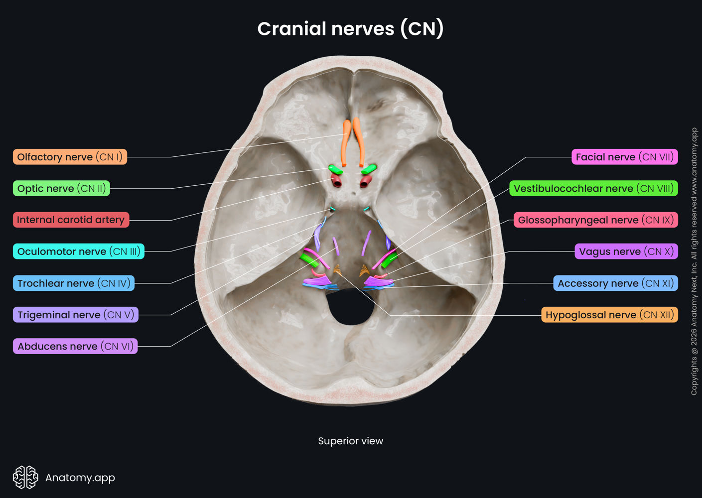 健康・医学 Anatomy and Imaging of the Cranial Nerve The Cranial Nerves: Anatomy Imaging Vascularisation | Parnassus Books
