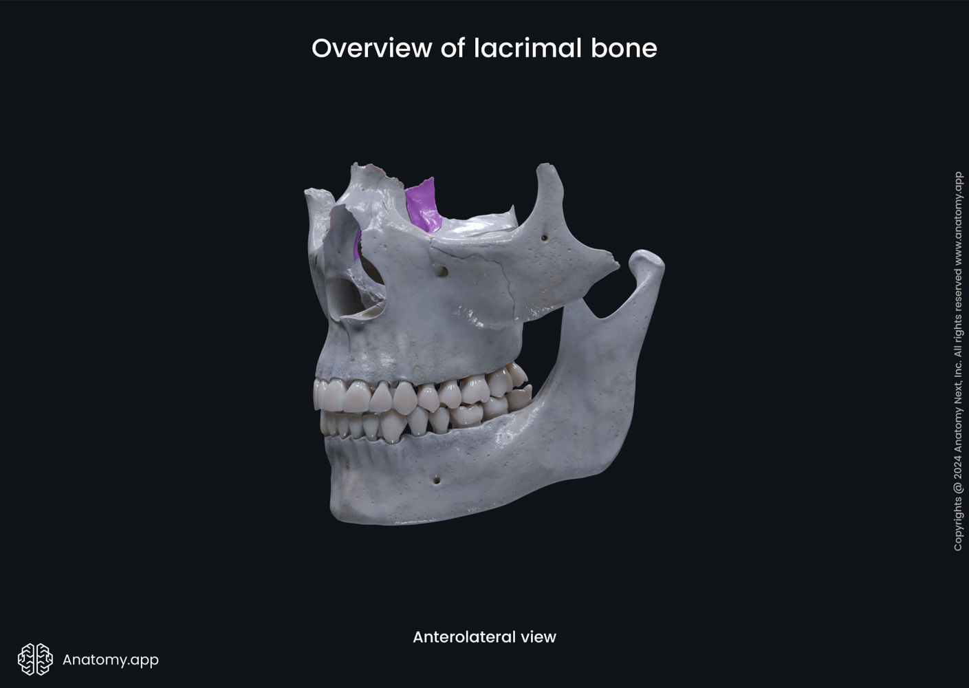 Viscerocranium | Anatomy.app