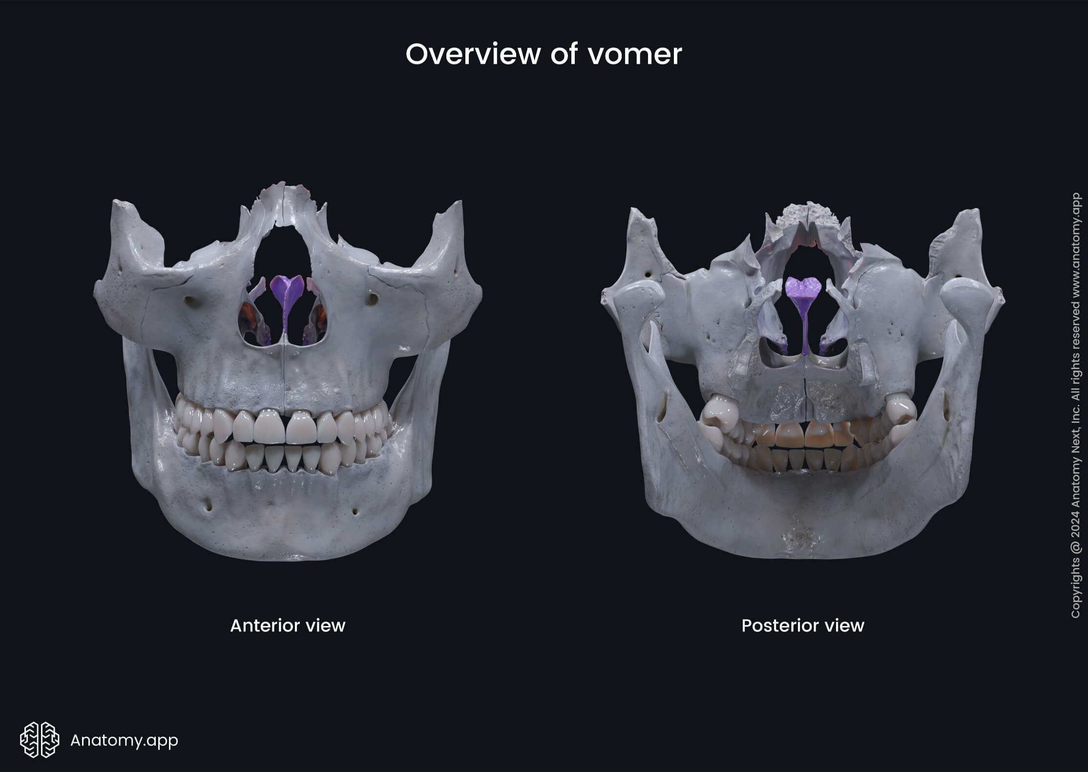 Viscerocranium | Encyclopedia | Anatomy.app | Learn anatomy | 3D models ...