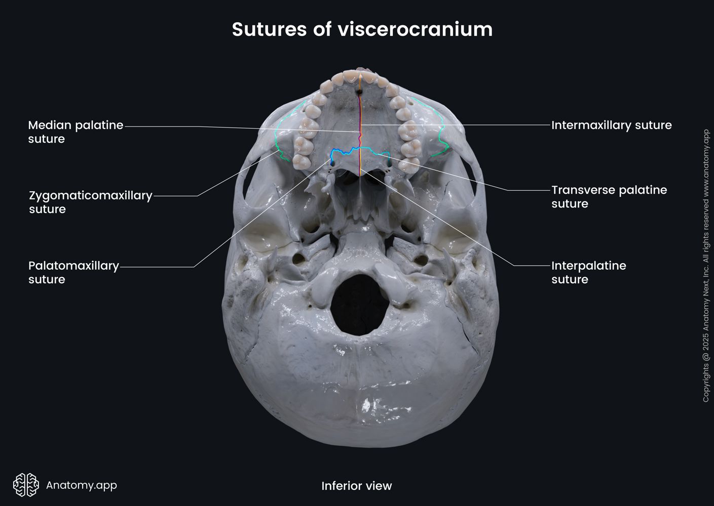 Sutures of skull | Anatomy.app