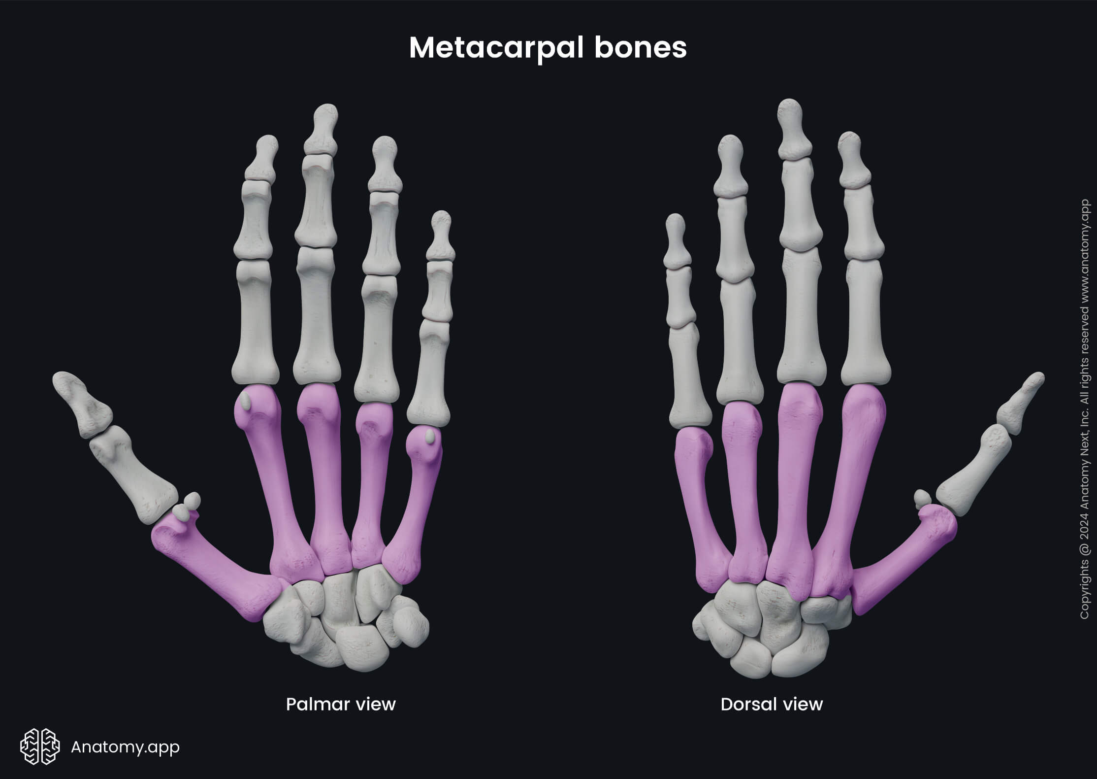 Metacarpal Bones | Encyclopedia | Anatomy.app | Learn Anatomy | 3D ...