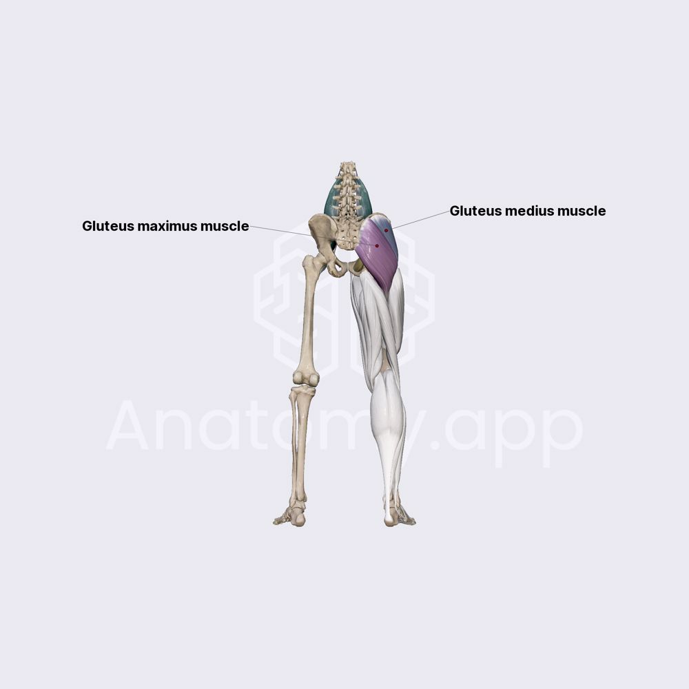 Gluteus medius   Encyclopedia   Anatomy.app   Learn anatomy   20D ...