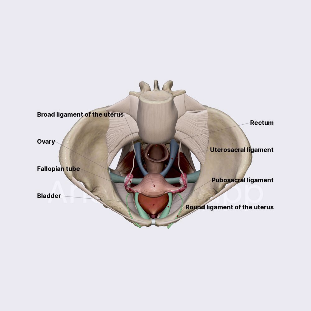 Ligaments of uterus | Anatomy.app, image size:1000x1000