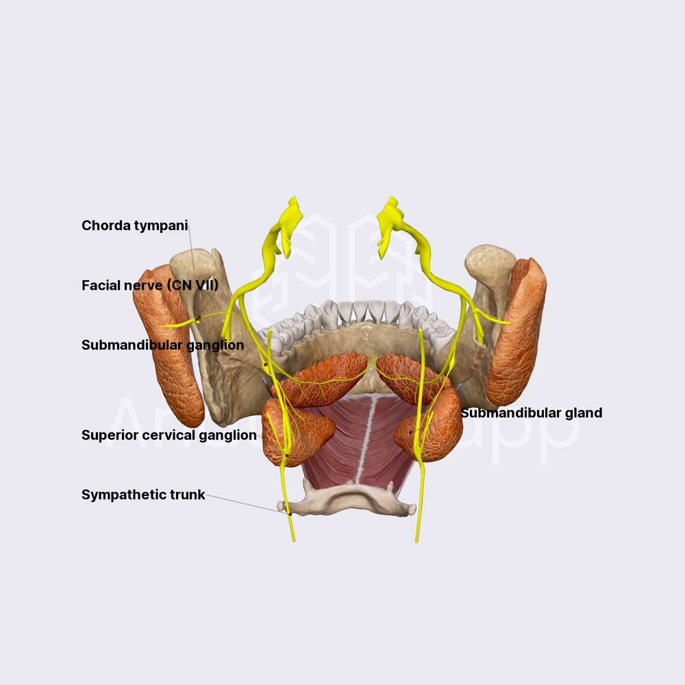 Submandibular Gland Anatomy