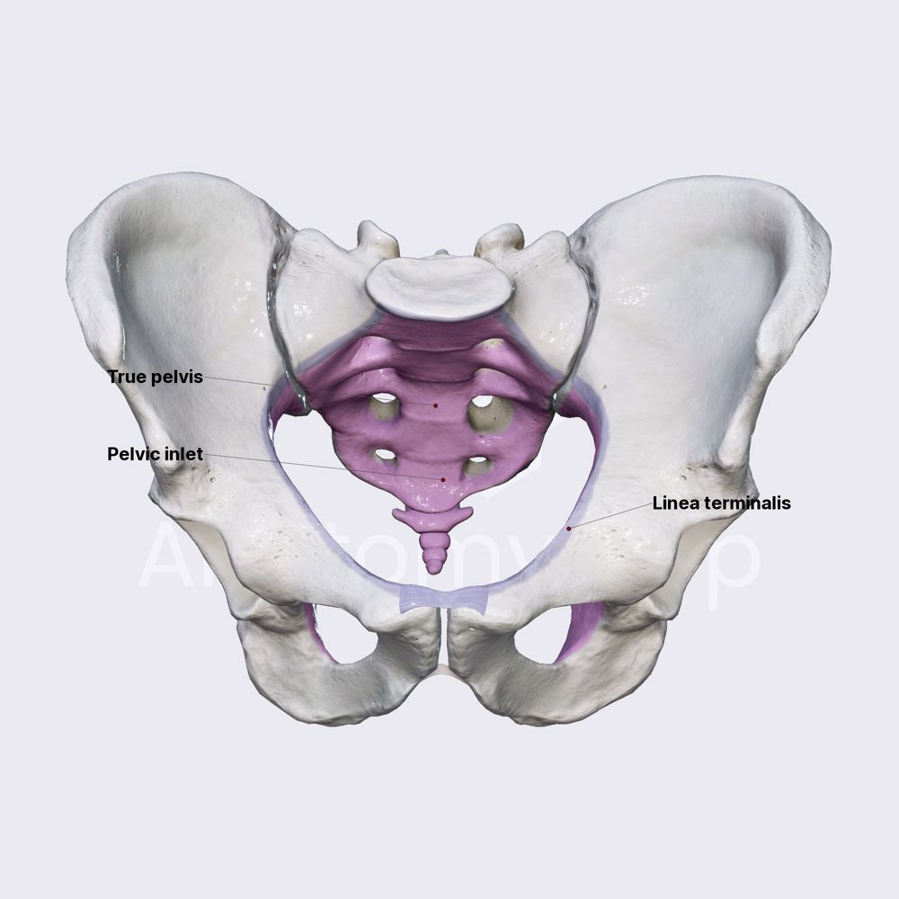 Pelvic Girdle - Gross Anatomy Flashcards | ditki medical and biological  sciences, image size:1000x1000