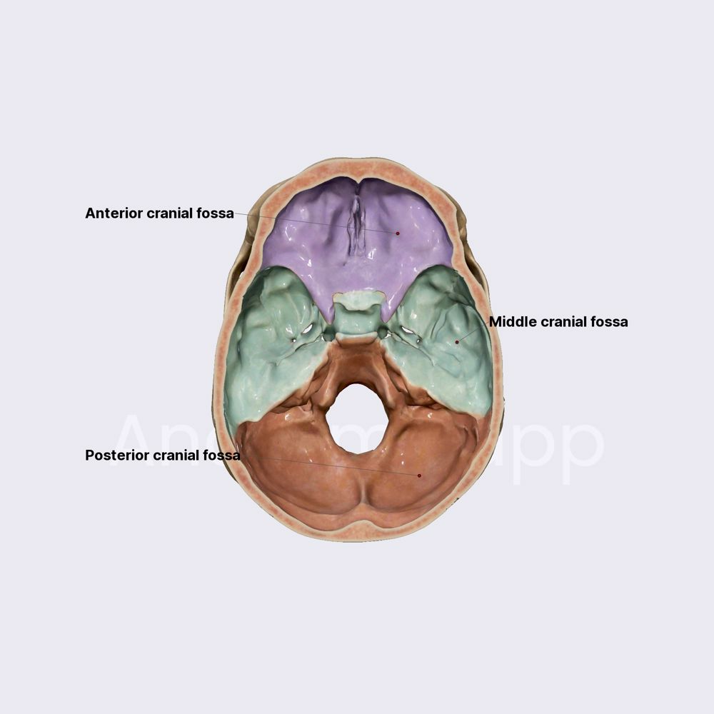 INSIDE THE SKULL BONES LABELED visual data 8