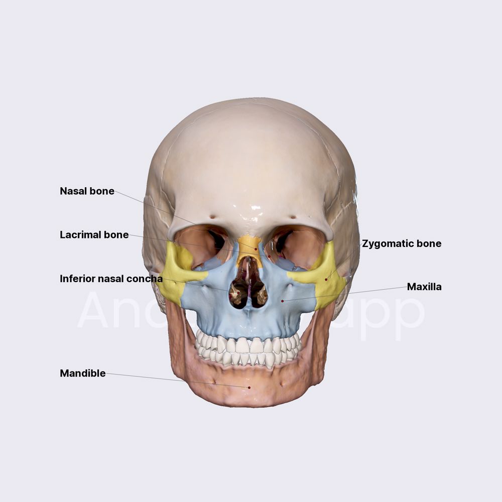 Cranium Skull Cranium E Anatomy IMAIOS